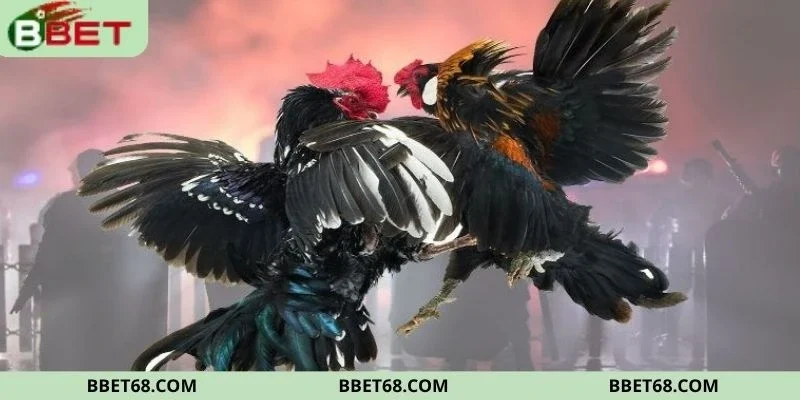 Đá gà truyền thống