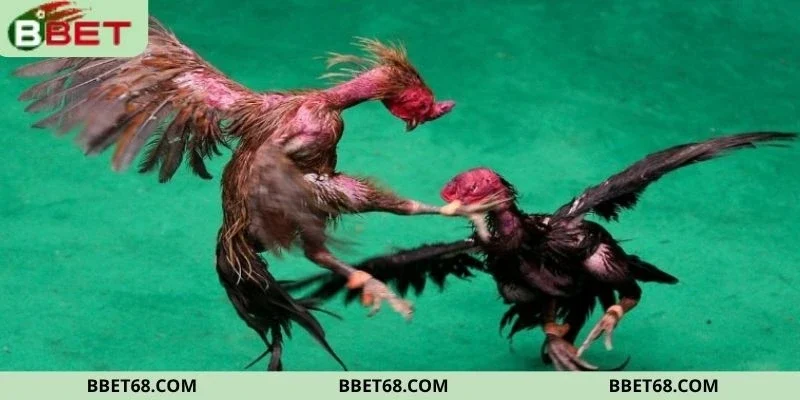 Danh sách bộ môn đấu kế đẳng cấp