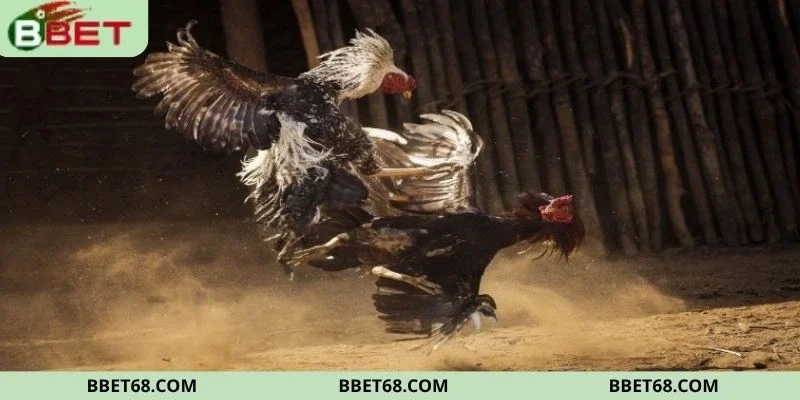 Giới thiệu thông tin về đá gà Philippines