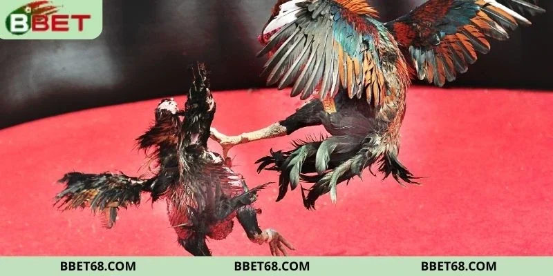 Khái quát về sân chơi đá gà BBET
