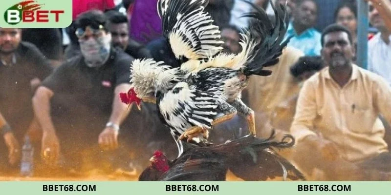 Mẹo chơi đá gà đỉnh cao cho hội viên