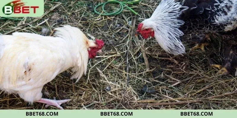 Những lưu ý khi tham gia nền tảng đá gà