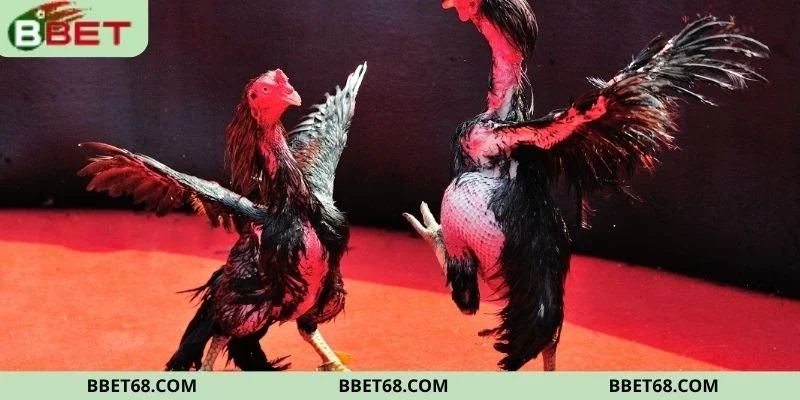 Sân chơi đá gà cựa dao nhanh chóng, kịch tính